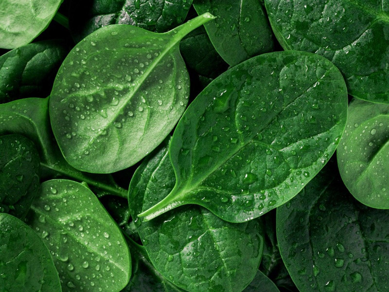 Fresh Spinach